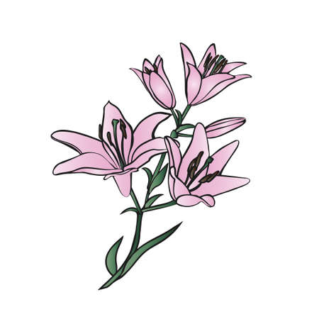 Pink Lily on white background. Vector illustration.のイラスト素材