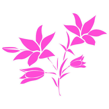 Pink Lily on white backgroundのイラスト素材