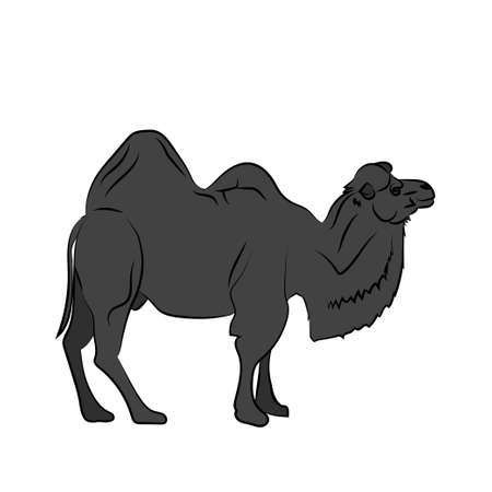 Black silhouette Camel in Walking pose isolated on white background. Vector illustrationのイラスト素材