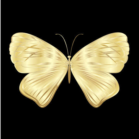 Gold Lace butterfly on black background. Vector illustration.のイラスト素材