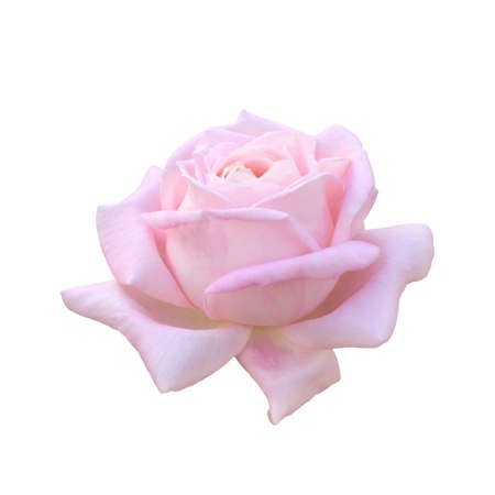 beautiful pink roseの写真素材