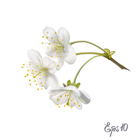 Realistic vector tree branch with flowers isolated on white background close up. Photo-realistic mesh vector illustration.のイラスト素材