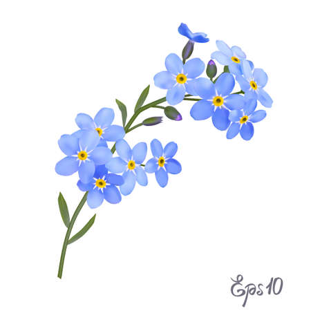 Branch of blue forget-me-not flowers isolated on white background close up. Photo-realistic mesh vector illustration.のイラスト素材