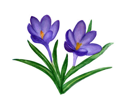 The first snowdrops saffron, watercolor illustration isolates on white backgroundの写真素材