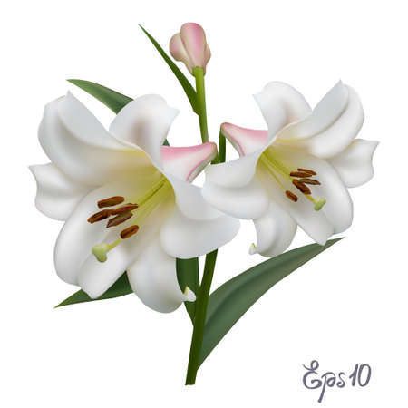 White lily isolated on white background close up. Photo-realistic mesh vector illustration.のイラスト素材