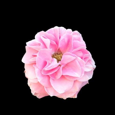 White rose isolated on a black background.の写真素材