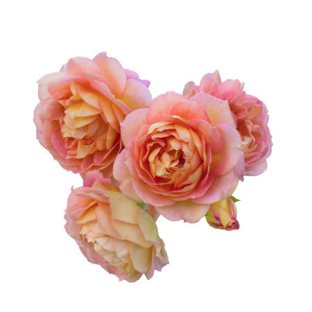 AUSTIN ROSES isolated on a white background.の写真素材