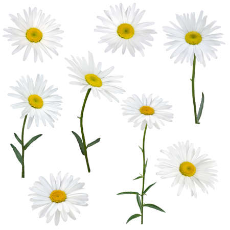 White Daisy flowerの写真素材