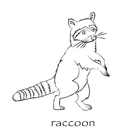 Cute cartoon raccoon isolatedのイラスト素材
