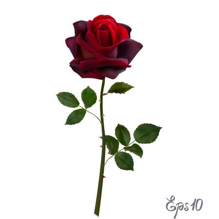 Beautiful red rose Isolated on white background. Vector illustration.のイラスト素材