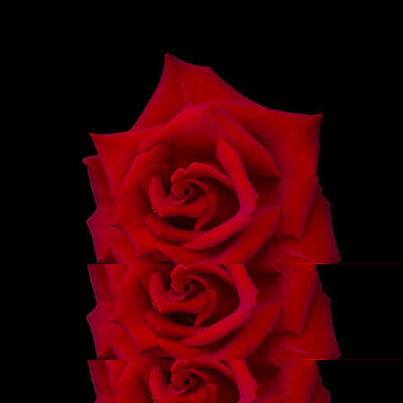 Dark red roseの写真素材