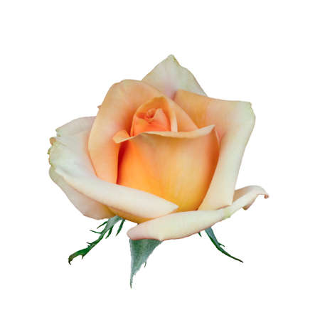 Yellow rose flower top view isolated on white backgroundの写真素材