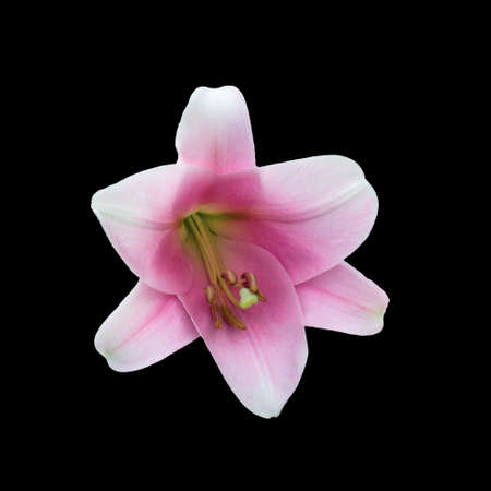 Beautiful pink lily varieties flowerの写真素材