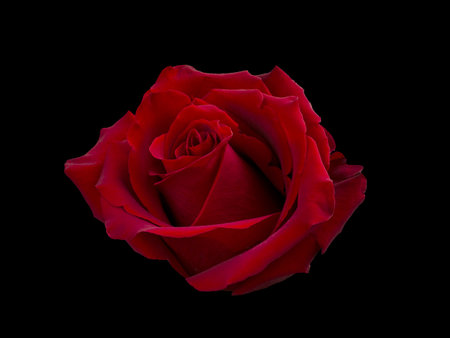 Dark red rose is on black backgroundの写真素材