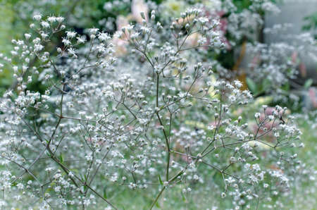 flowers of Gypsophila paniculata