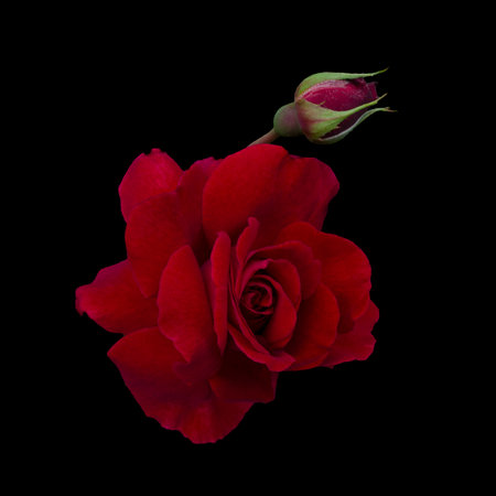 Dark red rose with green budの写真素材