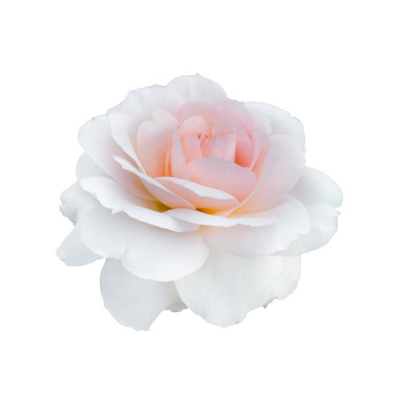 Fresh beautiful pink rose isolated on a white background. Detail for creating a collageの写真素材