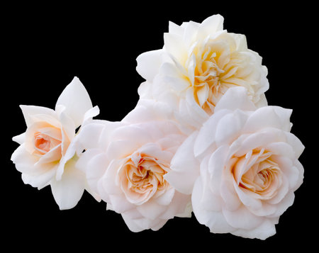Beautiful bouquet of white roses isolated on black background. Detail for creating a collageの写真素材