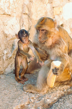Gibraltar Barbary macaque baby trying to steal from mother the baguette