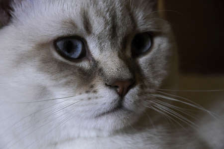 british cat white color point with blue eye Rare coloring a silverの写真素材