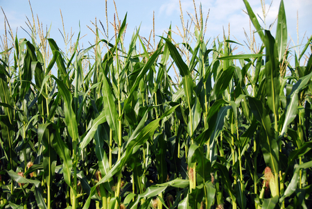 Corn Fieldの写真素材