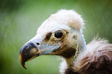 portrait of a griffin at the zooの写真素材