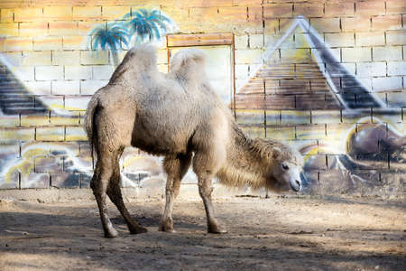 camel in the zoo, Moldova, Chisinau, on the background of the painted wall in Egypt style the sun, palm trees, pyramidsの写真素材