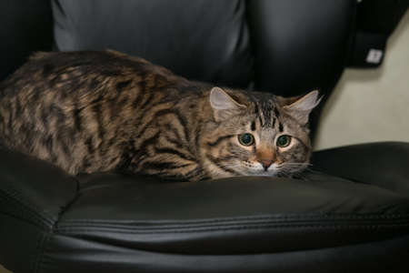 important business cat in leather office chairの写真素材