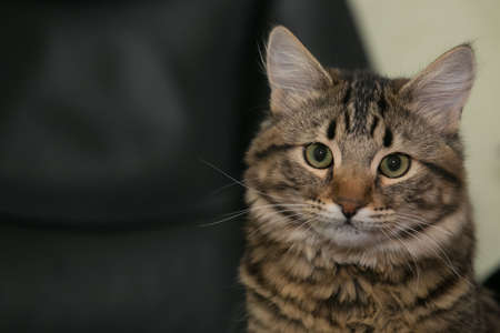 important business cat in leather office chairの写真素材