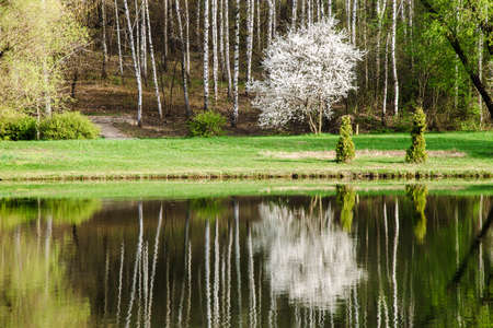 spring landscape with reflection in the lake of birch forest, botanic parkの写真素材