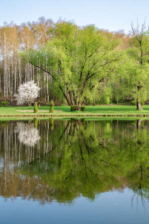 vertical spring landscape with reflection in the lake of birch forest, botanic parkの写真素材