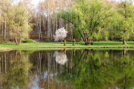 spring landscape with reflection in the lake of birch forest, botanic parkの写真素材
