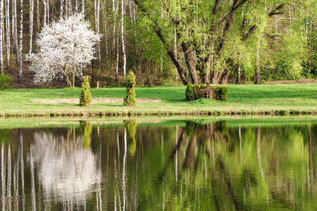 spring landscape with reflection in the lake of birch forest, botanic parkの写真素材