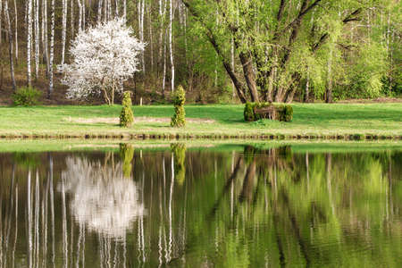 spring landscape with reflection in the lake of birch forest, botanic parkの写真素材