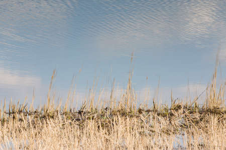 reflection of reed and cattail on the water, background.の写真素材