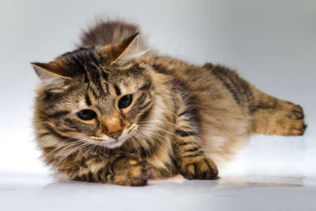 portrait of a cute, striped cat with green eyes, backgroundの写真素材