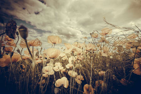 meadow with wild poppies and blue cloudy sky, backgroundの写真素材