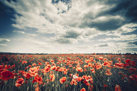 meadow with wild poppies and blue cloudy sky, backgroundの写真素材