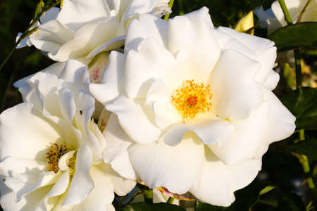 Beautiful white garden rose close up photo, backgroundの写真素材
