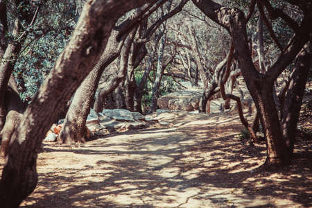 blur or defocus image of vintage, scarry forest backgroundの写真素材