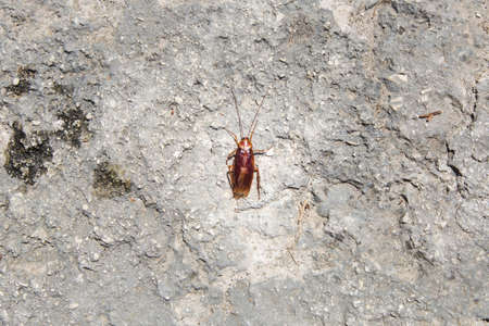 dead big cockroach on the pavement, Zakynthos Island, Greece