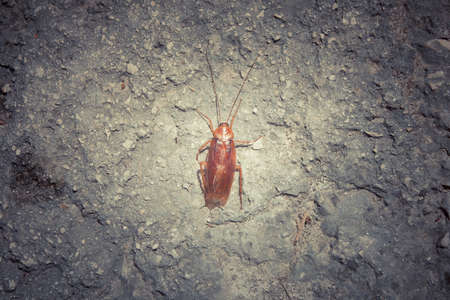 dead big cockroach on the pavement, Zakynthos Island, Greeceの写真素材