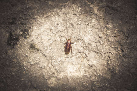 dead big cockroach on the pavement, Zakynthos Island, Greeceの写真素材