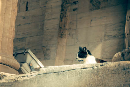 stray cat in the Acropolis lies near the ancient columnsの写真素材