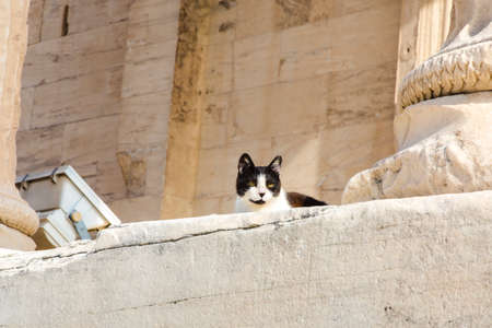 stray cat in the Acropolis lies near the ancient columnsの写真素材