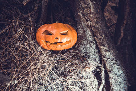 symbol of halloween, scarry jack pumpkin, backgroundの写真素材