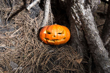 symbol of halloween, scarry jack pumpkin, backgroundの写真素材
