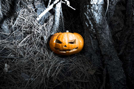 symbol of halloween, scarry jack pumpkin, backgroundの写真素材