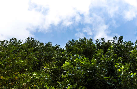 Leaves isolated on the blue sky background