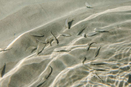 Small fish swimming at the bottom of clear shallow waters on sunny day.